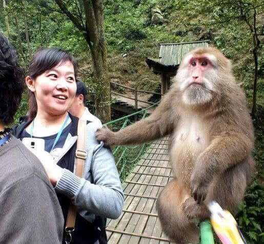 峨眉山上的猴子拦路打劫游客，但最怕这样东西，游客：智商比我高