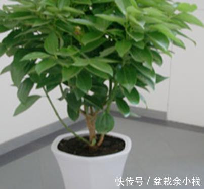 喜欢|懂花人都喜欢这三种绿植,居家养一盆,既上档次又耐活