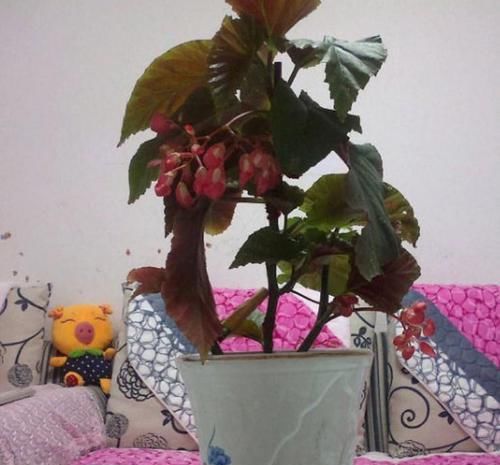  [花养]想要把花养的好，关键在于它的地方，不如放在窗台上试试！