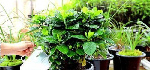  #药片#几分钱的“小药片”磨成粉，浇水加一些，叶绿花多，比施肥见效快