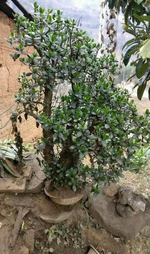  「图片作者」客厅就养这4种花，威武霸气，开花还漂亮！