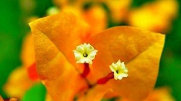 秋天养三角梅,优选这款“柠檬黄三角梅”,堪称“开花机器”!美