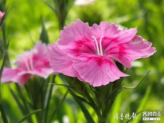 『开花』似竹非竹的石竹开花了