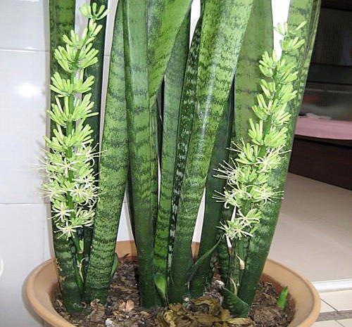 『虎皮兰』养这10种花,再喜欢也别多浇水,少浇水,不管它,反而花更多