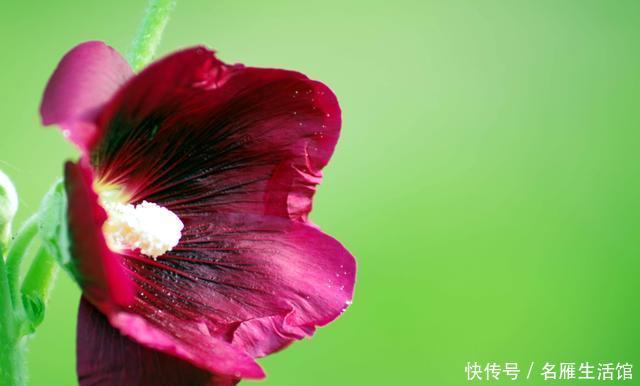 长春花@觉得养花难,就选此3种花,好养易活不操心,颜色鲜艳花量大