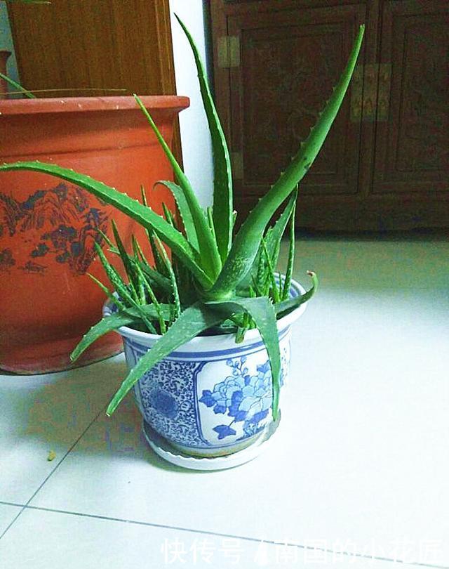  #盆土#“芦荟”日常养护，做好这三点，枝叶肥厚，噗噗长