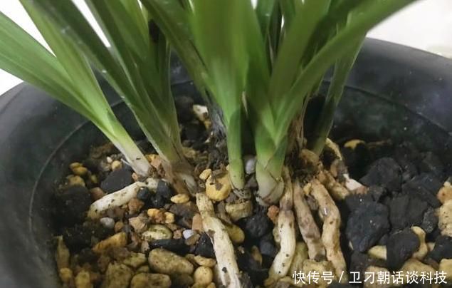 还加■兰花浇水只是单纯的浇水?老花匠还加了1点“它”,根不腐长得好
