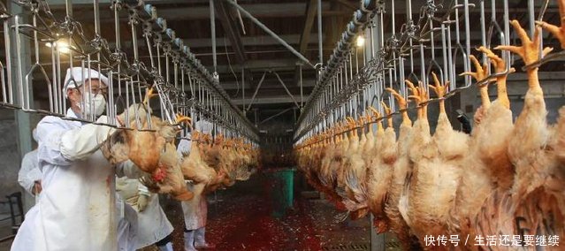 养鸡户真撑不住了，开始甩鸡，甩蛋！产蛋期蛋鸡直接送屠宰场