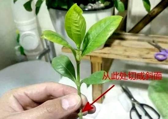  栀子花@栀子花这样扦插,即简单成活率又高!