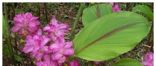 「牡丹」野外1种花,姿色不输牡丹,开花有仙气,快看看你见过没?