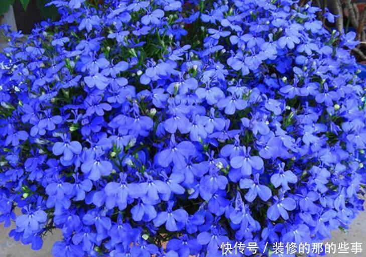 "opstate":"0“悬挂”养的4种花,不占空间,好管理,养成花球太美丽