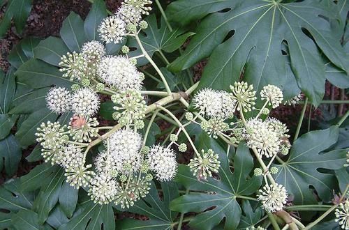  种植：农村一种常见植物，茎髓堪比黄金，300元一斤，不少农民抢着种植