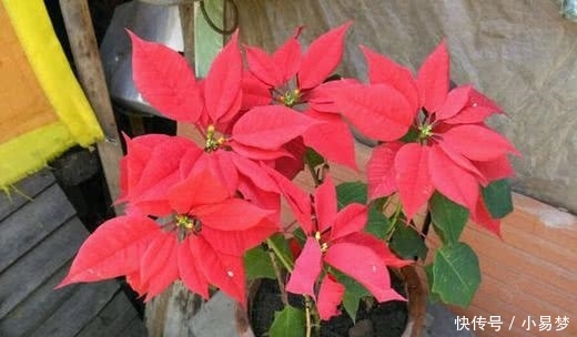  「虎刺梅」这5种花，不要钱也不能养，全都有毒，养了后悔都来不及