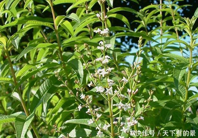 『香草植物』盆栽水果不容易,不如种上5种水果味香草,养护简单,随采随吃
