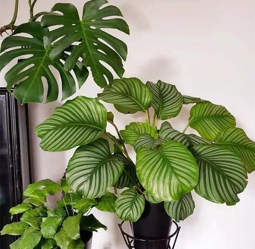  #花盆#室内盆栽：6种耐阴花，高端上档次，叶子越长越大！