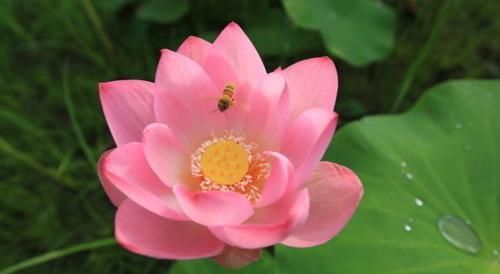  『玫瑰』喜欢玫瑰，不如养盆“优良荷花”敖汉莲，花开冷艳高贵，清香袭人