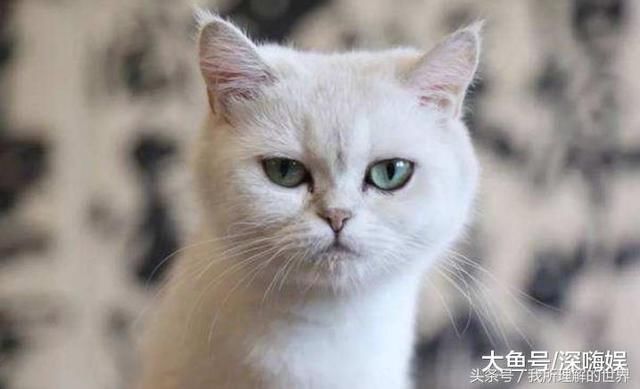 铲屎官再度出征!袁立邵小珊接连爆猛料回应,网友:贵圈真乱