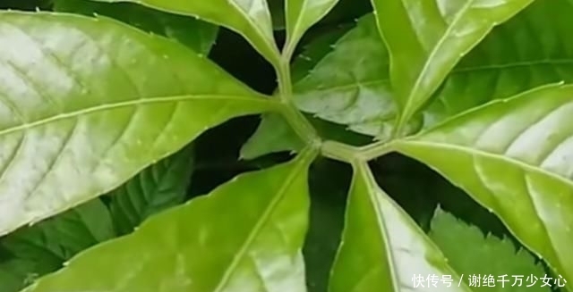  #扔掉#农村这种随处可见的野草，没想到作用非常大，看到可别扔