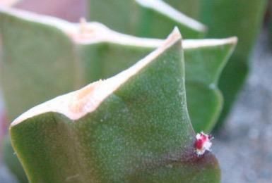  『仙人掌科植物』龙骨、量天尺、令箭荷花，是同一种植物吗？养护方法有什么不同？