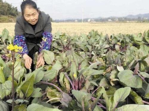  「齐名」曾和武昌鱼齐名，12月正当季，每亩可挣4千元，农民却不