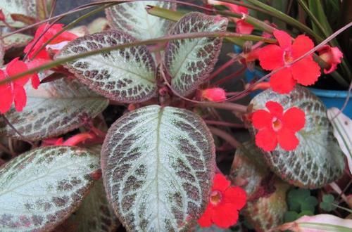  「特别」听到喜荫花这个花名，我就知道它很耐阴，买回家摆桌面上养着