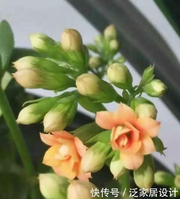  不生虫|给花草吃点这个，一年不生虫，不用施肥也长得又绿又壮