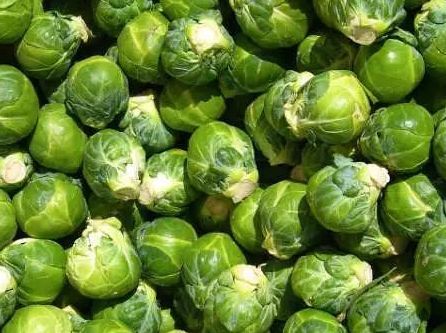  「抱子甘蓝」亩产量是4000斤，市场是10元一斤。它一年可以种两