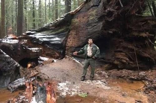 他们在千年古树上挖了一个洞，现在这棵树倒下了