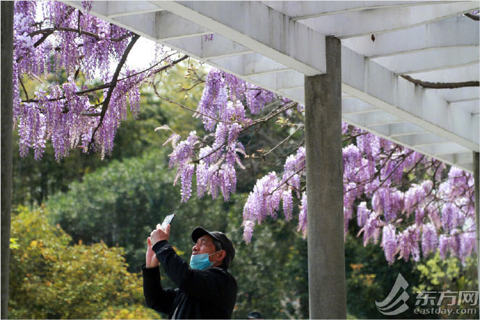  「邂逅」敲美！上海植物园紫阳花开如瀑　邂逅一场紫色浪漫