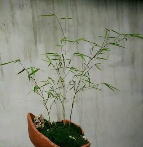 『路边』垃圾场和路边捡回来的破罐子，堆在花园里，没想到会这么美！