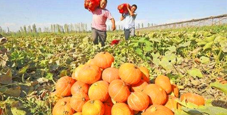  「农民」农村这一作物，客商一毛一斤不愿给，地里堆积如小山，