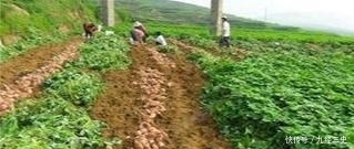  「红薯」农民种红薯，栽插有诀窍，这3种栽插方式哪种好？看完你就学会