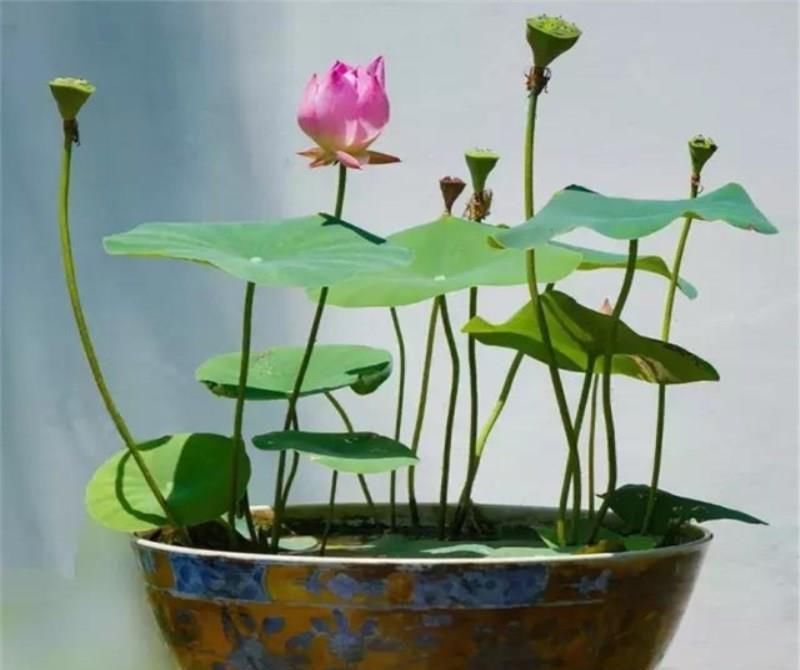  「庭院」自家有庭院？再小也坚决别铺水泥，瞧婆婆怎么“整”的，鸟语花香