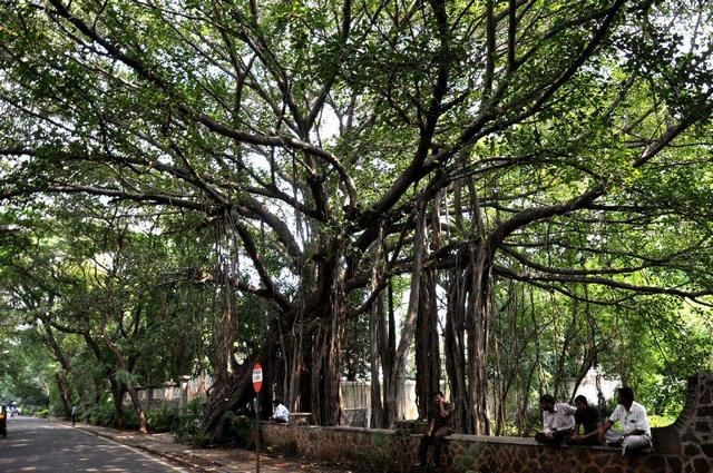 [转载]世界上最大的一棵树，真正的“独木成林”