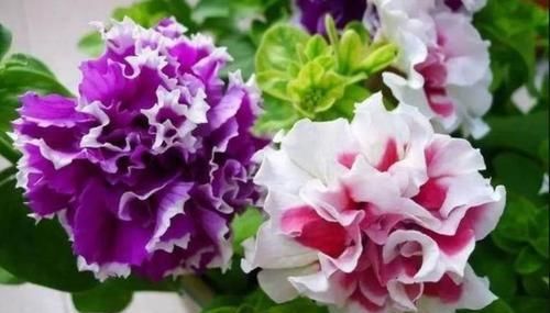  『观赏价值』此款花卉，好养易爆盆，养在家里非常的有档次，越养越值钱