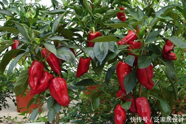  「硕果累累」阳台种菜，种3种速生菜，30天就采摘，叶子肥嫩，硕果累累