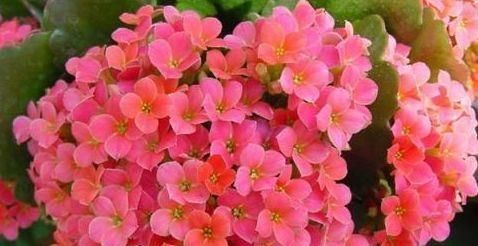 『小院』此几款花朵花期长,养在小院,花开满盆花香四溢,花朵稠密惹眼