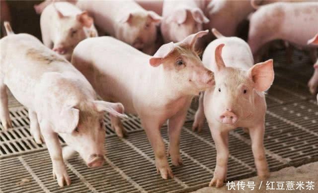  中国■全球最会“养猪”的国家，3个人就能养万头猪，养猪致富不