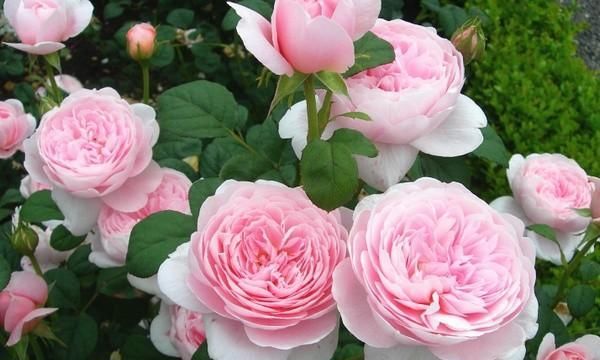  【朱顶红】阳台种上5种花，花开不断，一年四季有花赏！