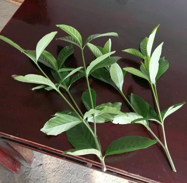  [技巧]栀子花怎么扦插？技巧在于这1步，20天长根，当年能开花