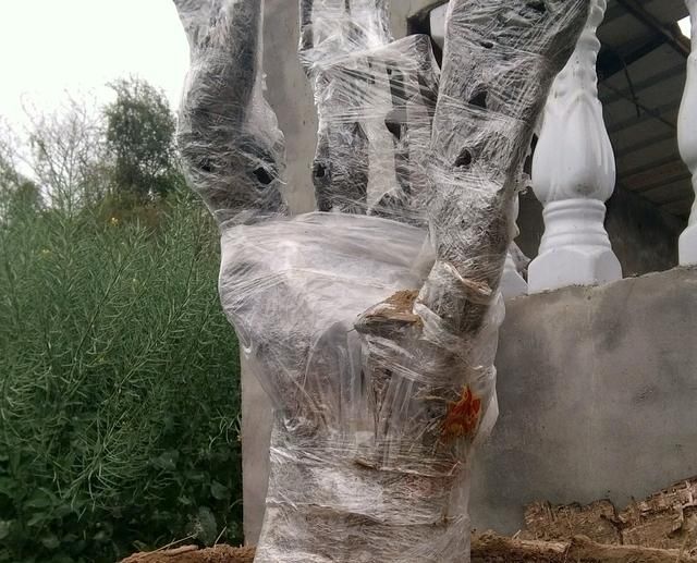  【技巧】刚下山的金弹子盆景桩头根系脱水怎么发根？3个技巧，明年能养胚
