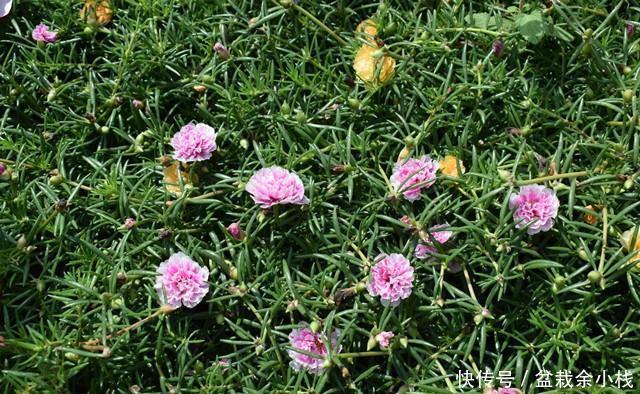 棒棒糖|太阳花别在追求爆盆了,养成棒棒糖和塔型,个性强又壮观