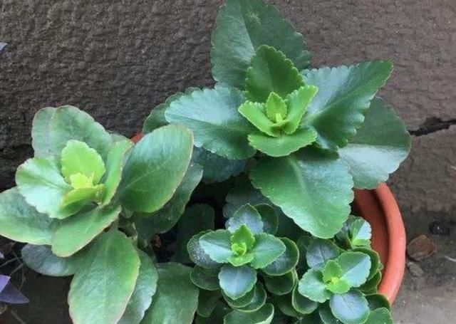  「生长」掌握长寿花的修剪方法,让长寿花花开满枝头!