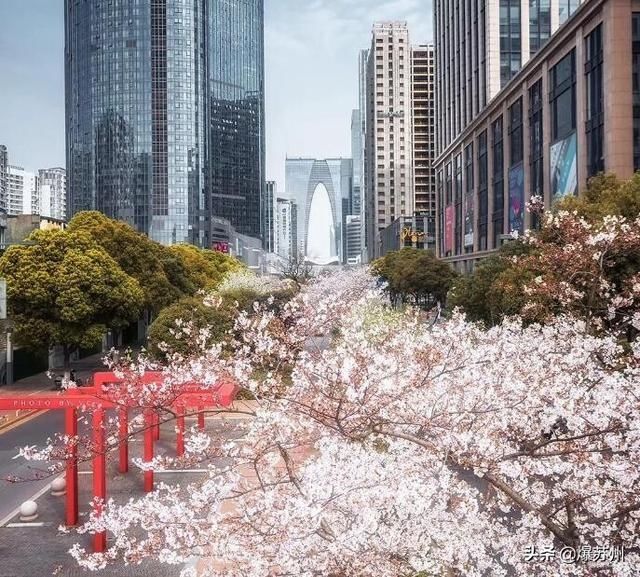  [眼中]还是那个熟悉的味道，那个熟悉的人，他们回来了#我眼中的春天#