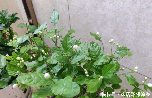 『磷酸二氢钾』精心养护的茉莉花只会长叶不开花?缺虐待,2招助你实现花香满屋