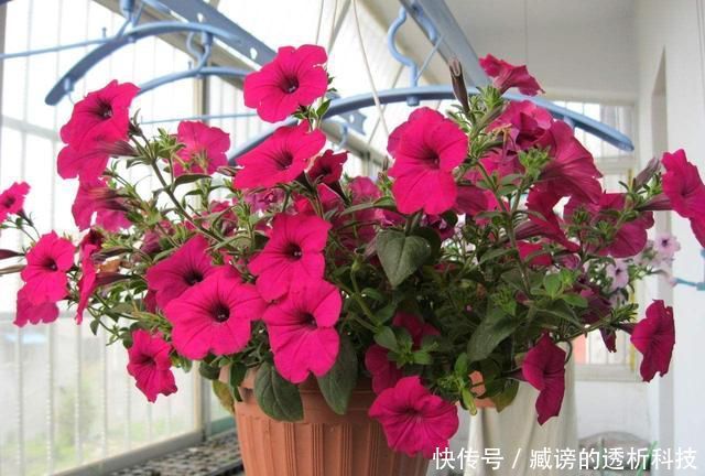 『蓝雪花』春天养了“4种花”,一出太阳就开花,花量大颜色美,是开花机器