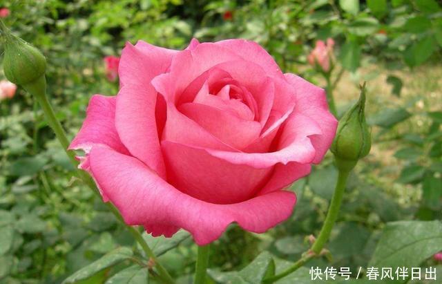  小苗期间：对待月季苗要“心狠”，越是不停摘心打顶，越是花苞多、变大棵