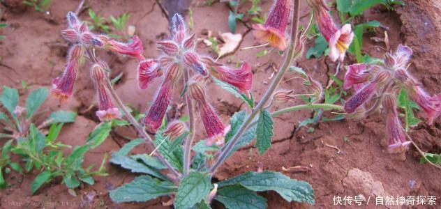 凉血最好的药材 t01b125accd2aa6f968.jpg?size=632x300