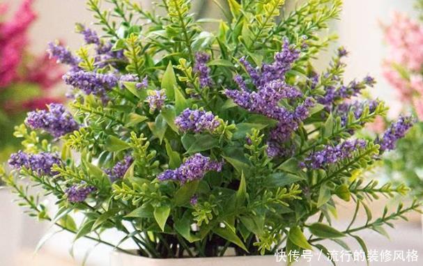  『老人』卧室里放4种植物，净化空气驱蚊虫，尤其第二种，老人小孩都健康