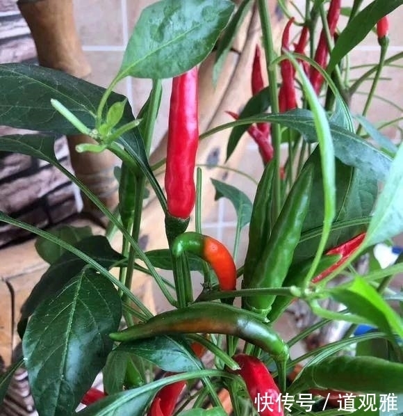  辣椒■阳台种辣椒有妙招，盆里加点小东西，辣椒成串，吃不完！